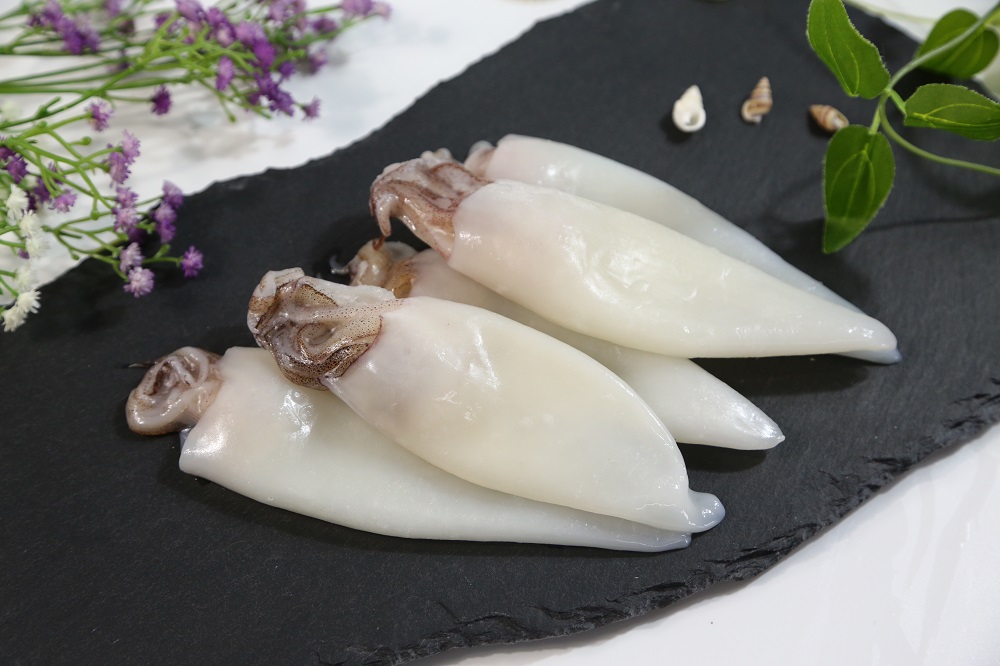 Loligo Squid Tube with Tentacles